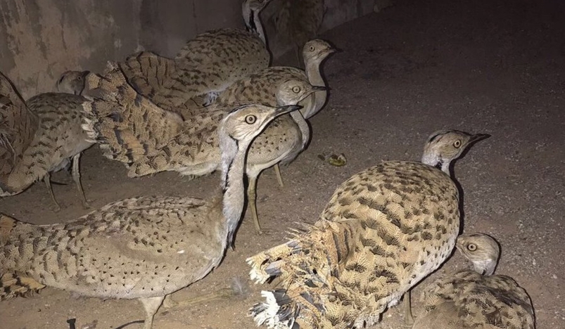 MoECC Cracks Down on Illegal Bird Calling Devices in Qatars Wilderness